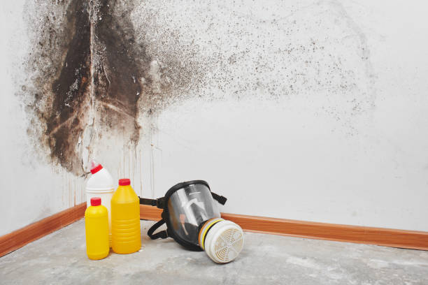 Reliable Big Bear City, CA Mold Remediation Solutions
