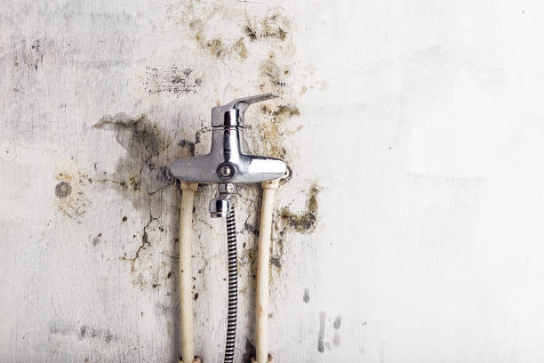 Best Preventive Mold Services in Big Bear City, CA