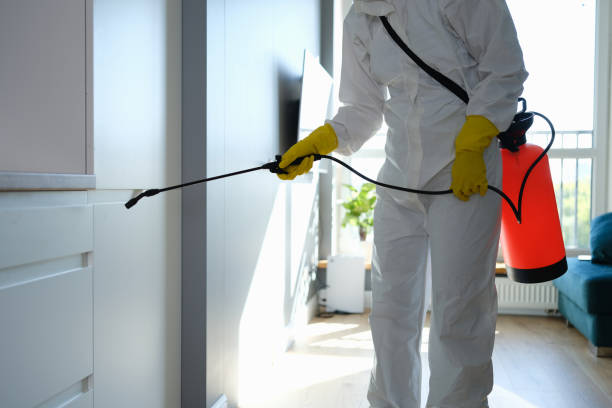 Best Kitchen Mold Remediation in Big Bear City, CA