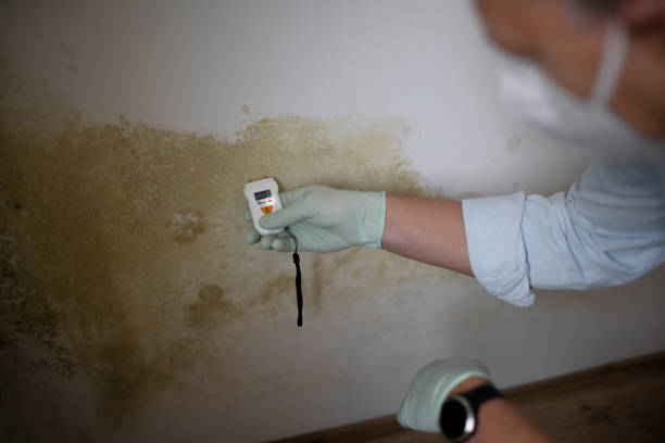 Best Insurance-Related Mold Remediation in Big Bear City, CA