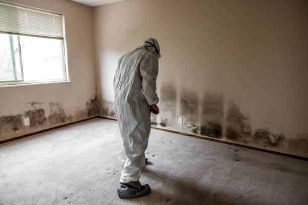 Best Residential Mold Remediation in Big Bear City, CA