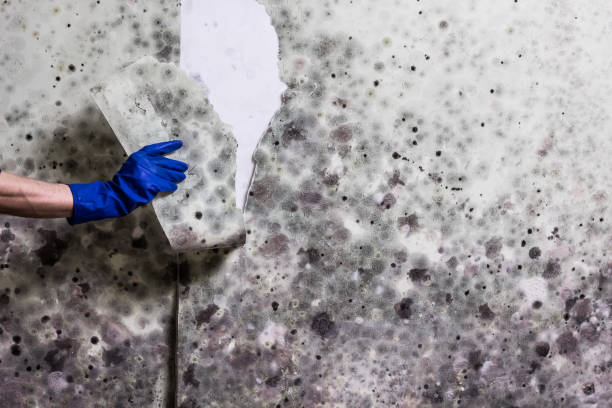 Best Localized Mold Remediation (e.g., coastal areas, humid climates) in Big Bear City, CA
